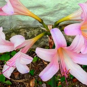 Meet your Posher, Jacqueline